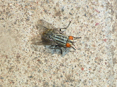 Sarcophagidae