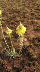 Bulbine narcissifolia