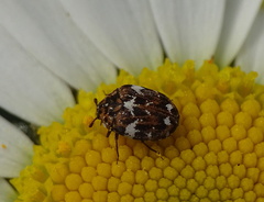 Anthrenus angustefasciatus