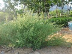 Artemisia eriopoda