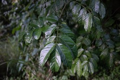 Lonchocarpus punctatus