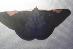 Sphacelodes vulneraria