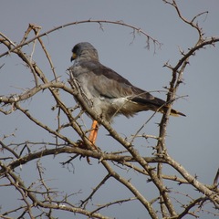 Melierax poliopterus