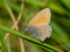 Coenonympha symphita