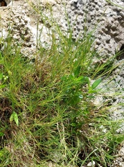 Zoysia