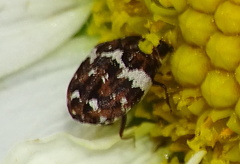 Anthrenus angustefasciatus