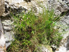 Zoysia