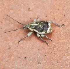 Sciobius