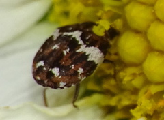 Anthrenus angustefasciatus