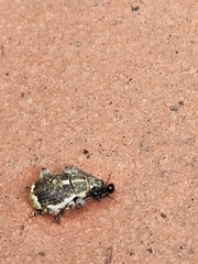 Sciobius