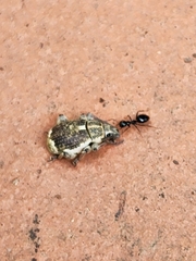 Sciobius