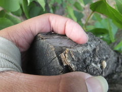 Dentatissus damnosus