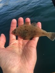 Citharichthys sordidus