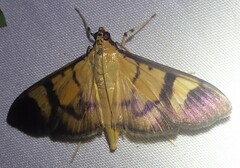 Phostria