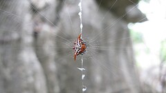 Gasteracantha sanguinolenta