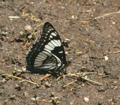 Limenitis weidemeyerii