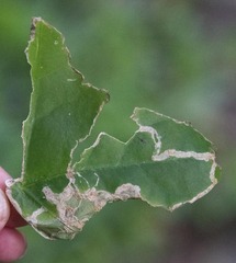 Liriomyza schmidti