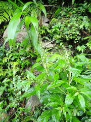 Lysimachia decurrens