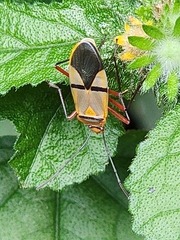 Dysdercus nigrofasciatus