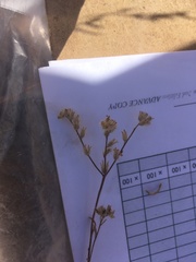 Cryptantha torreyana