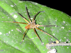 Cupiennius coccineus