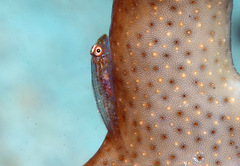 Pleurosicya coerulea