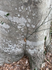 Euonymus americanus