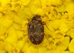Anthrenus fuscus