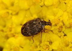 Anthrenus fuscus