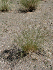 Image of Stipagrostis uniplumis
