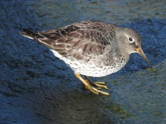 Calidris maritima