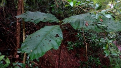 Bathysa australis