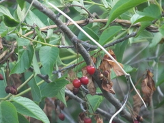 Cerasus
