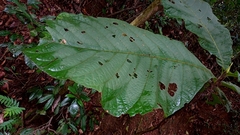 Bathysa australis