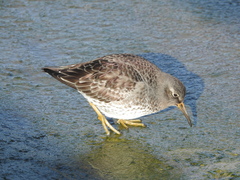 Calidris maritima
