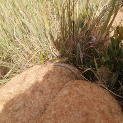 Gerrhosaurus flavigularis