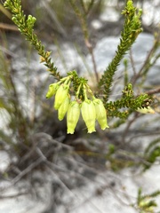 Erica urna-viridis