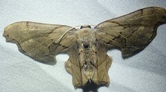 Calledapteryx dryopterata