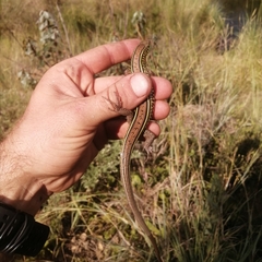 Gerrhosaurus flavigularis