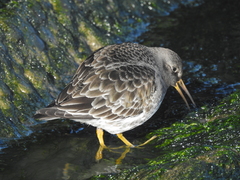 Calidris maritima
