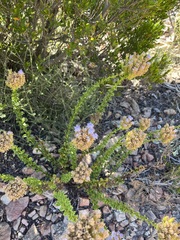 Pseudoselago serrata