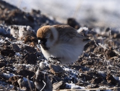 Montifringilla davidiana