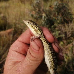 Gerrhosaurus flavigularis