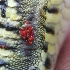 Gerrhosaurus flavigularis