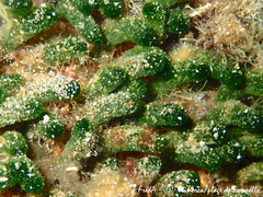 Dasycladus vermicularis