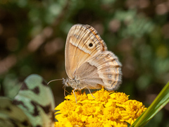 Coenonympha saadi