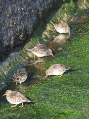 Calidris maritima