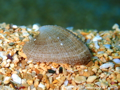 Emarginula sicula