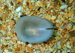 Emarginula sicula