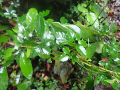 Causonis corniculata